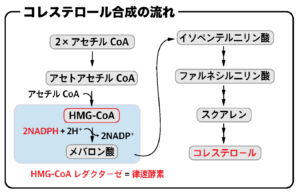 コレステロール合成 HMG-CoAレダクターゼの反応