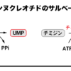 ピリミジンヌクレオチドのサルベージ経路