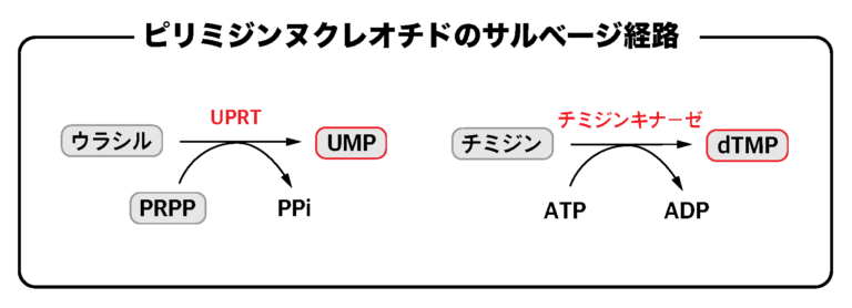 【解決】ピリミジンヌクレオチドのサルベージ経路についてわかりやすく解説してみた