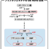 プリンヌクレオチドのde novo合成（IMPからAMP,GMP合成）