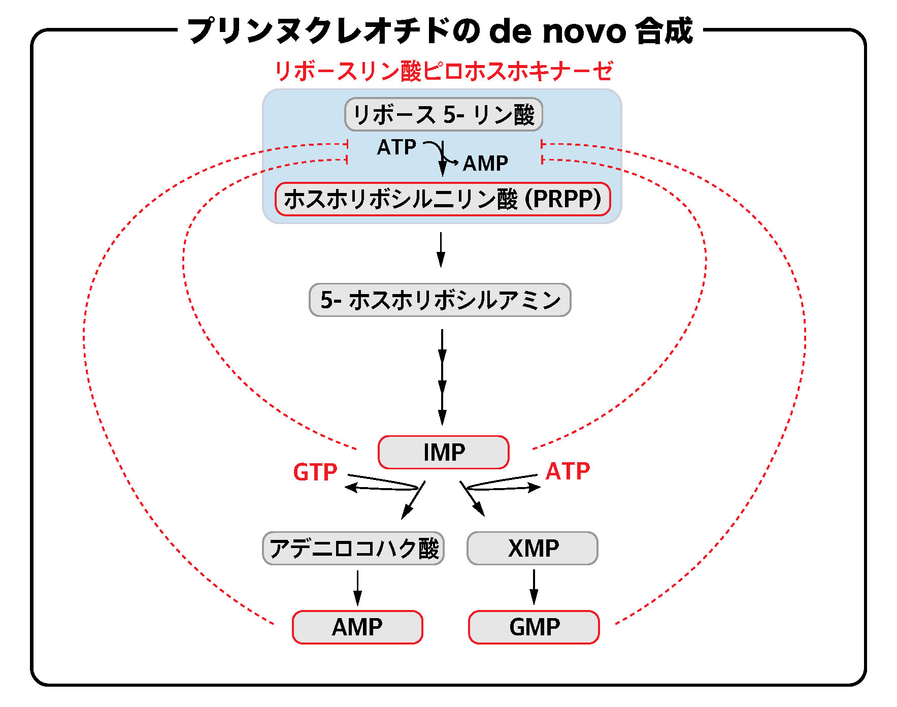 【解決】プリンヌクレオチドのde novo合成の仕組みをわかりやすく解説してみた