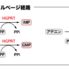 プリン塩基のサルベージ経路