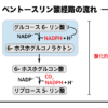 ペントースリン酸経路の酸化的段階