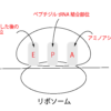 リボソームがどのようにして翻訳を行うか