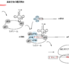 真核生物の翻訳開始の流れ