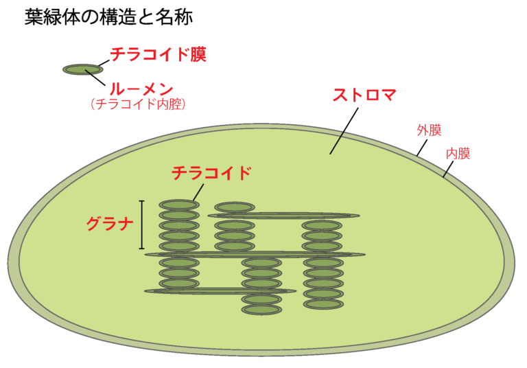 【解決】光合成についてわかりやすく解説してみた