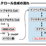コレステロール合成 メバロン酸からコレステロール合成の反応