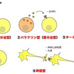 細胞間シグナル伝達の種類