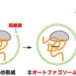 オートファジーの流れ