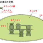 葉緑体の構造と名称
