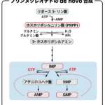 プリンヌクレオチドのde novo合成（IMPからAMP,GMP合成）