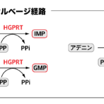 プリン塩基のサルベージ経路