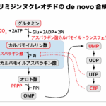 ピリミジンヌクレオチドのde novo合成の流れ（アスパラギン酸カルバモイルトランスフェラーゼ）