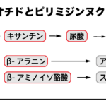 プリンヌクレオチドとピリミジンヌクレオチドの分解